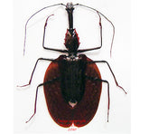 Mormolyce hagenbachi (Java)